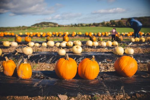 Best Pumpkin Patches and Orchards in Charlottesville